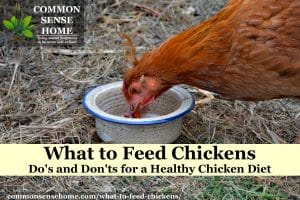 What to Feed Chickens - Safe Foods for Chickens