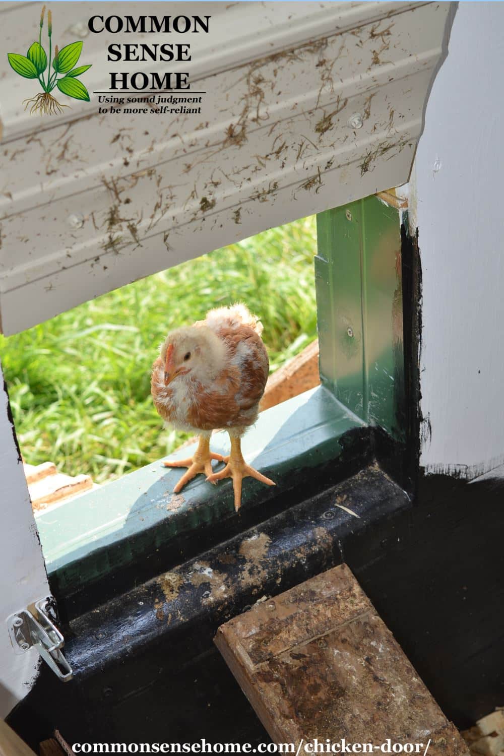 Chick in chicken door