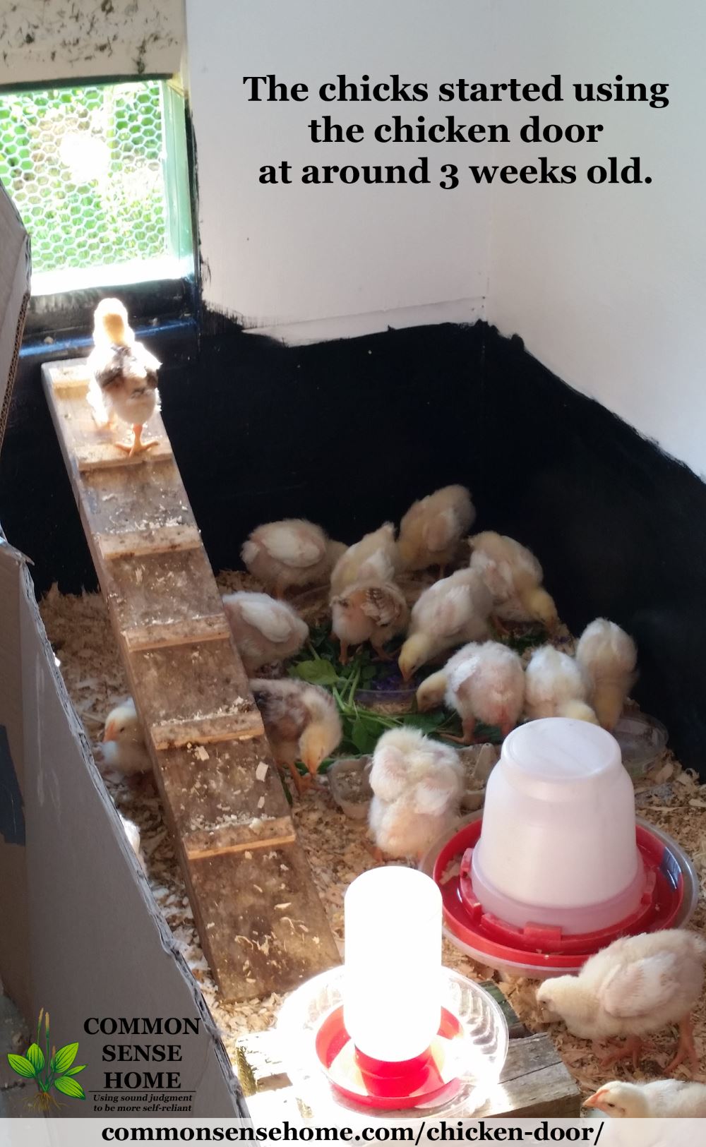 Chick using chicken door