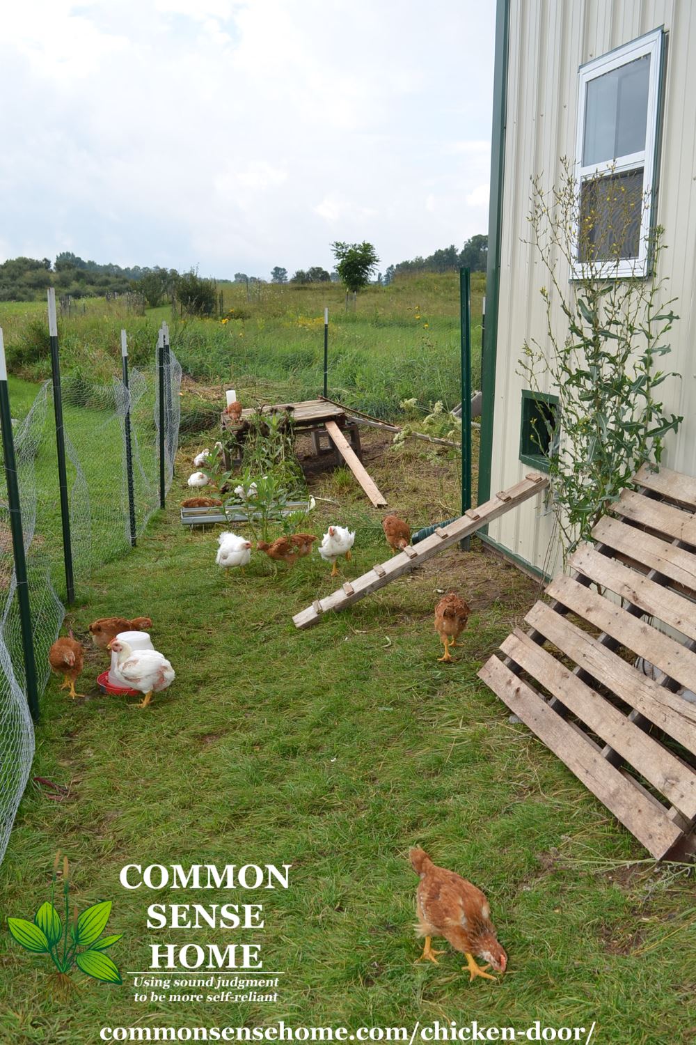 Chicken enclosure
