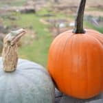how to cook pumpkin or winter squash text with squash and pumpkin below