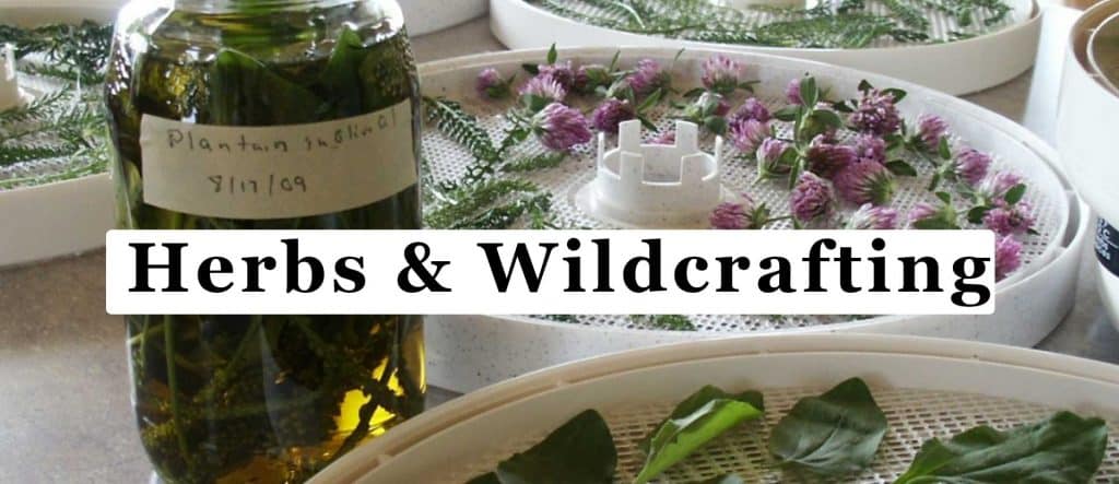 Herbs and Wildcrafting