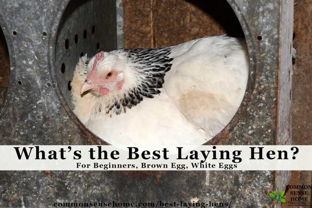 Best Laying Hens - For Beginners, White Eggs, Brown Eggs