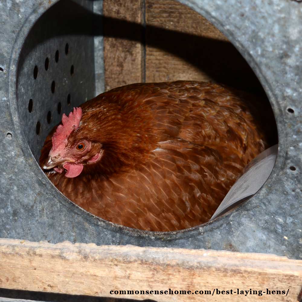 Best Laying Hens For Beginners White Eggs Brown Eggs