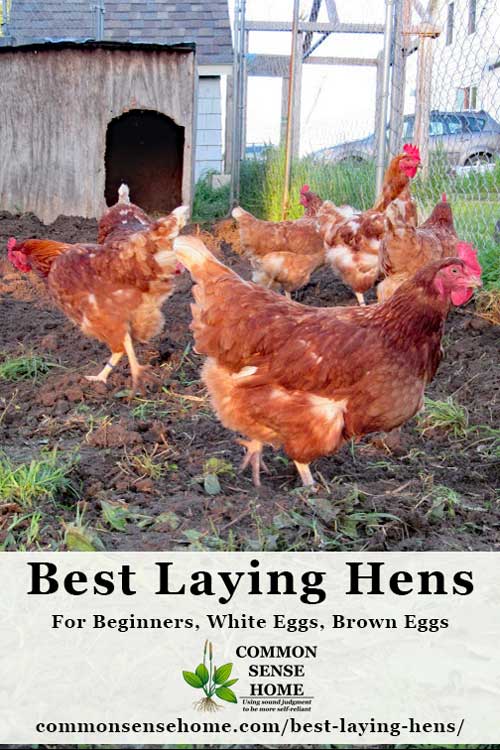 What are the best laying hens for beginners, white eggs and brown eggs? We'll give a quick overview of laying chickens for best egg production , dual purpose birds, bantams and getting your flock started.