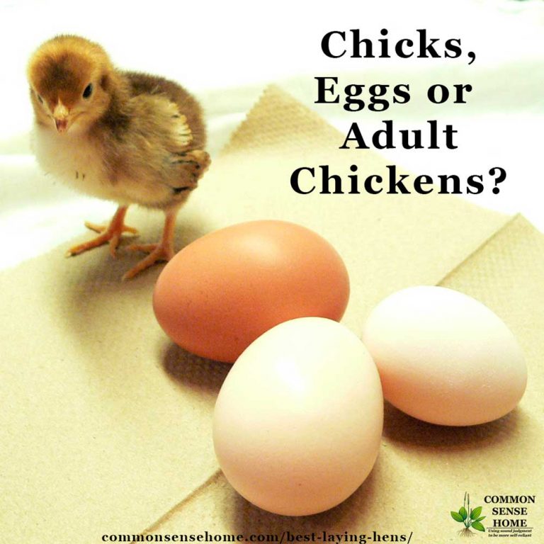 Best Laying Hens For Beginners, White Eggs, Brown Eggs