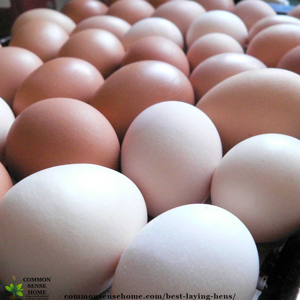 Best Laying Hens For Beginners White Eggs Brown Eggs