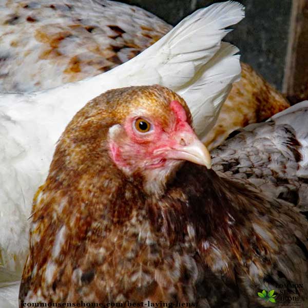 Hen with smaller comb for cold weather