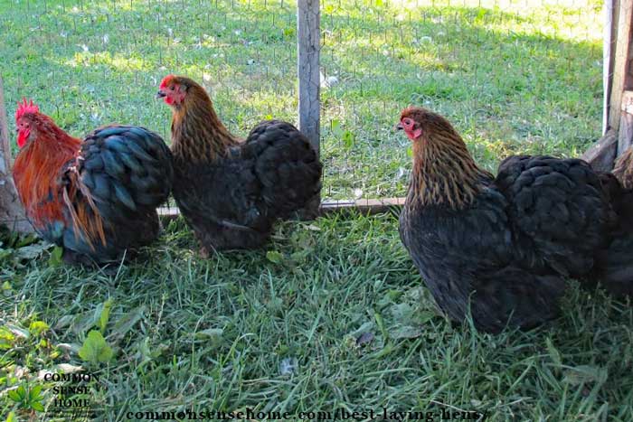 Laying hens and rooster