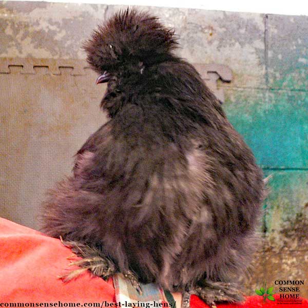 silkie chicken