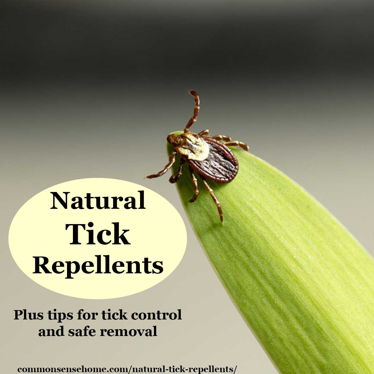 tick on blade of grass with text "natural tick repellents"