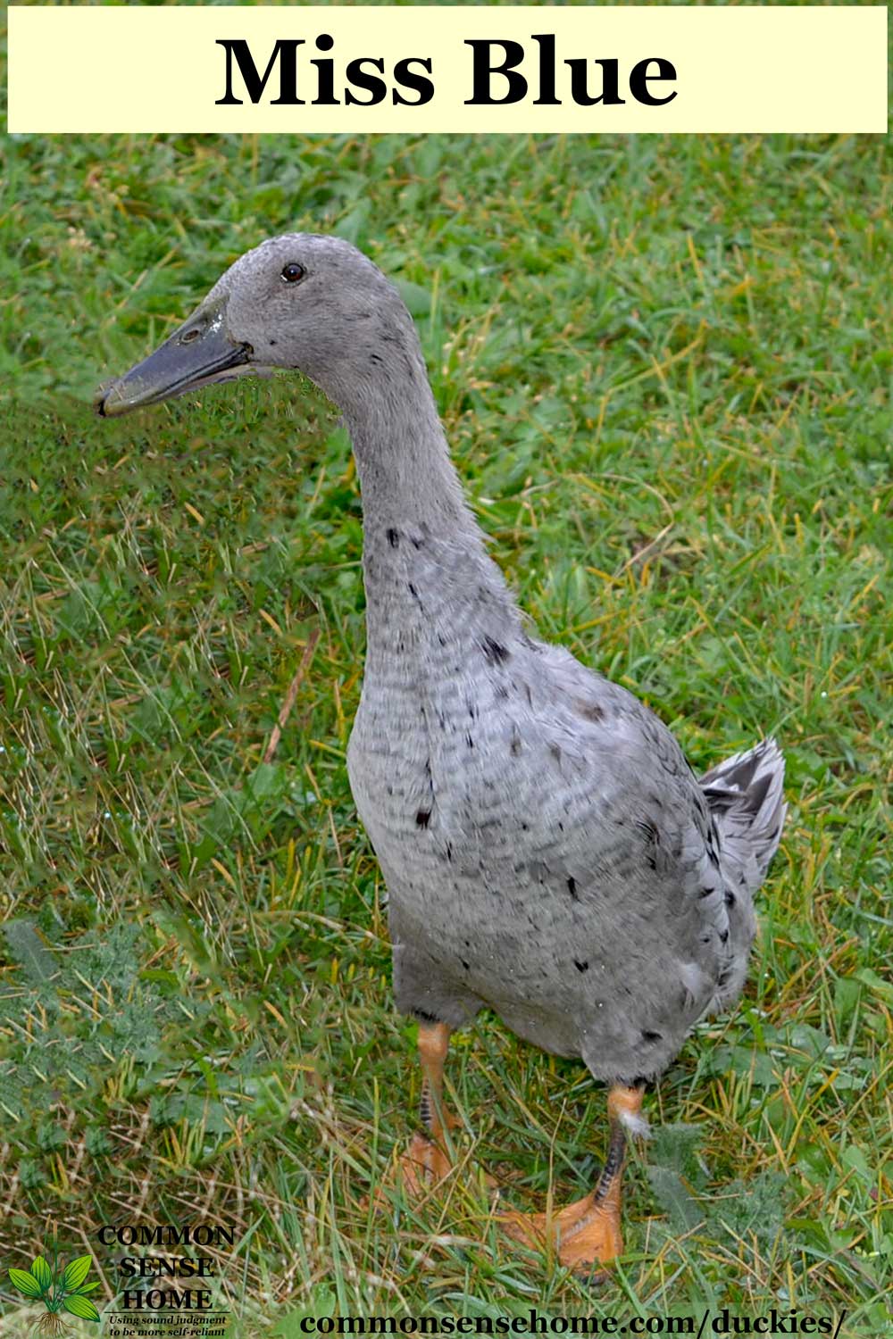 Blue runner duck