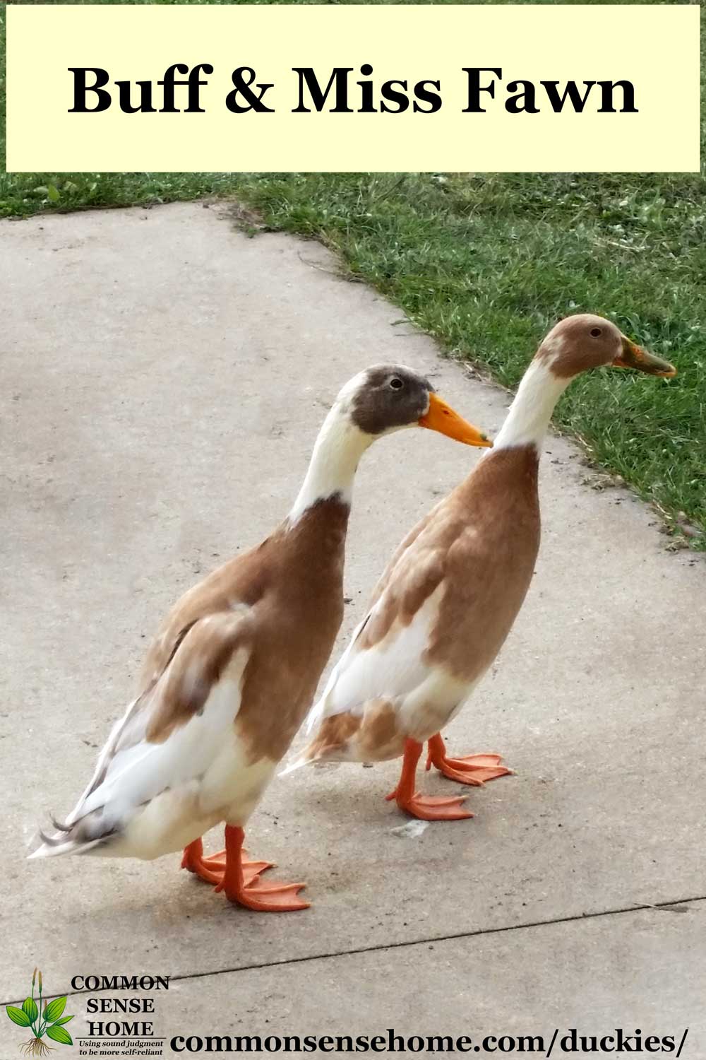 Buff and Fawn, male and female fawn and buff runner ducks