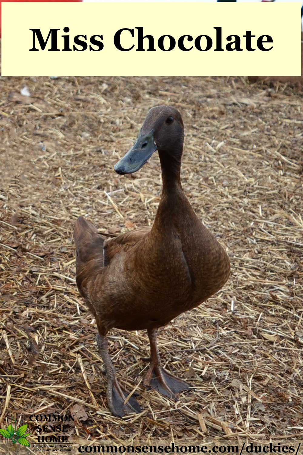 chocolate runner duck