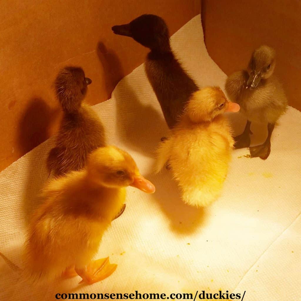 five baby duckies