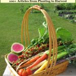 basket of brightly colored home garden produce