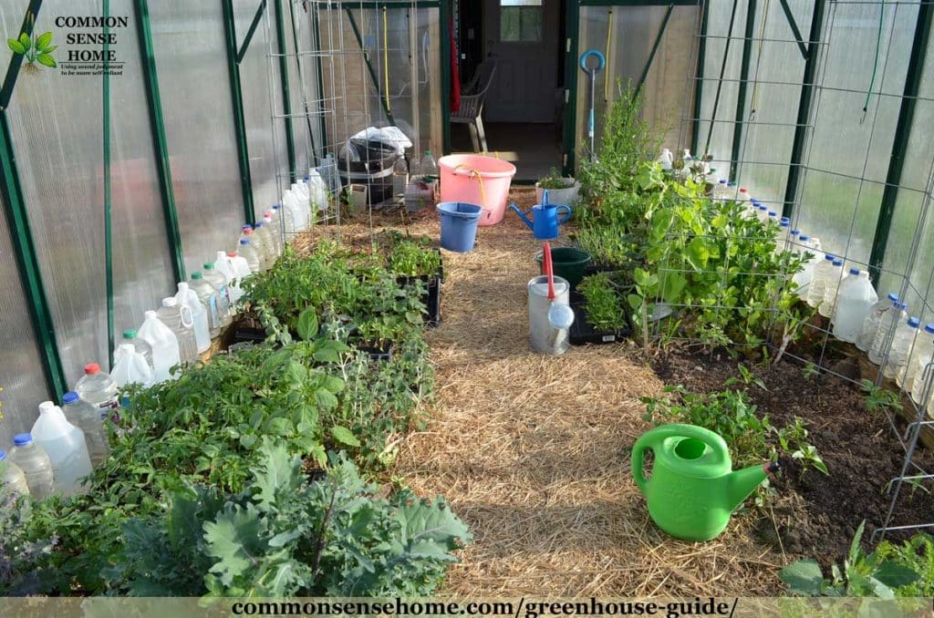 greenhouse interior with straw mulch, plants and water jugs for thermal mass