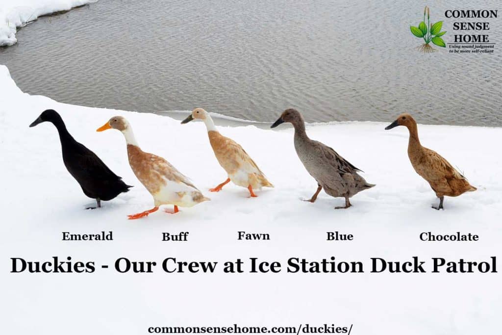 five runner ducks walking on snow near pond