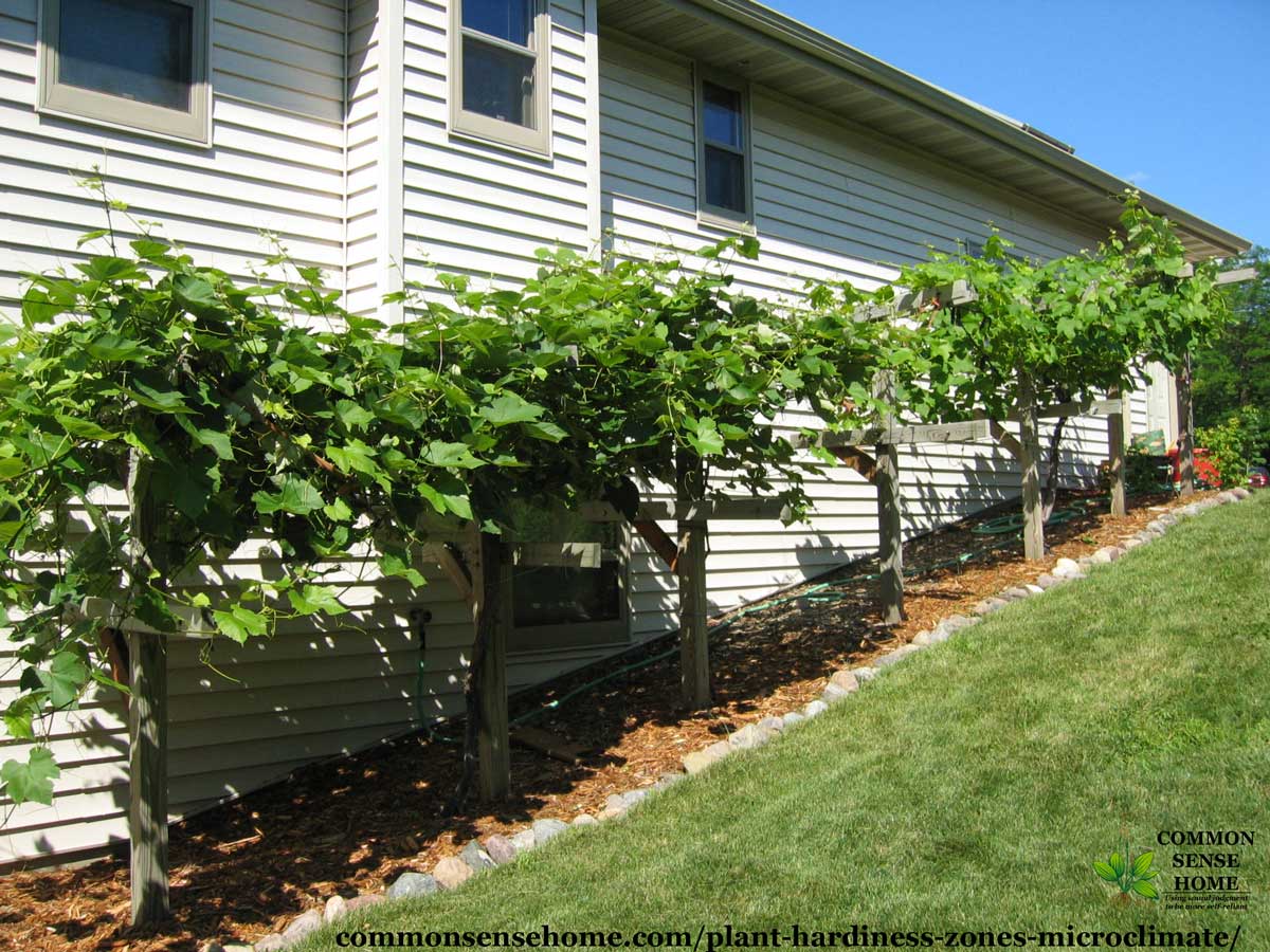 grape vines planted in protected microclimate on south side of house