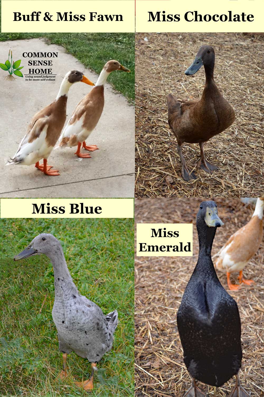 runner ducks - fawn and white, chocolate, blue and black runner duckies