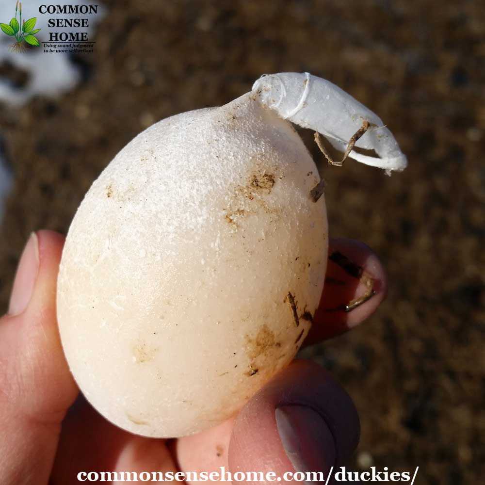 soft shelled duck egg
