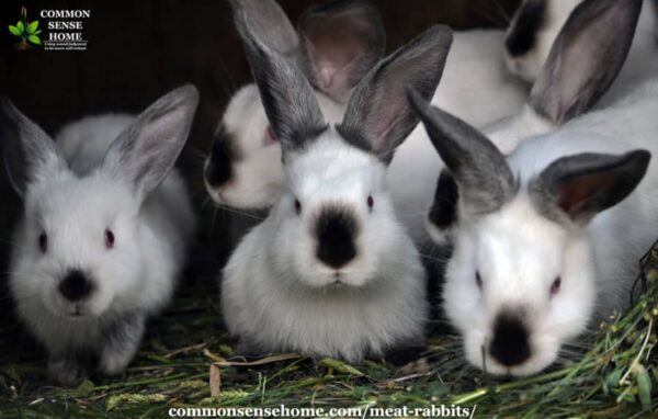 Meat Rabbits - What You Need to Know