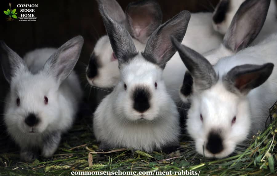 Lapins à viande blanche de Californie