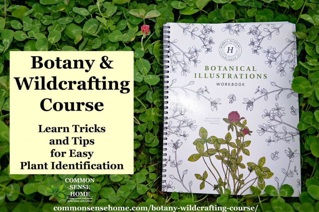 Botanical Illustrations Notebook in clover with text overlay "Botany and Wildcrafting Course"