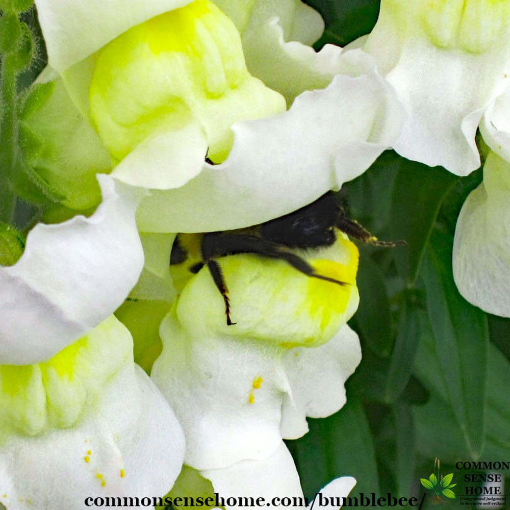 bumblebee butt in snapdragon