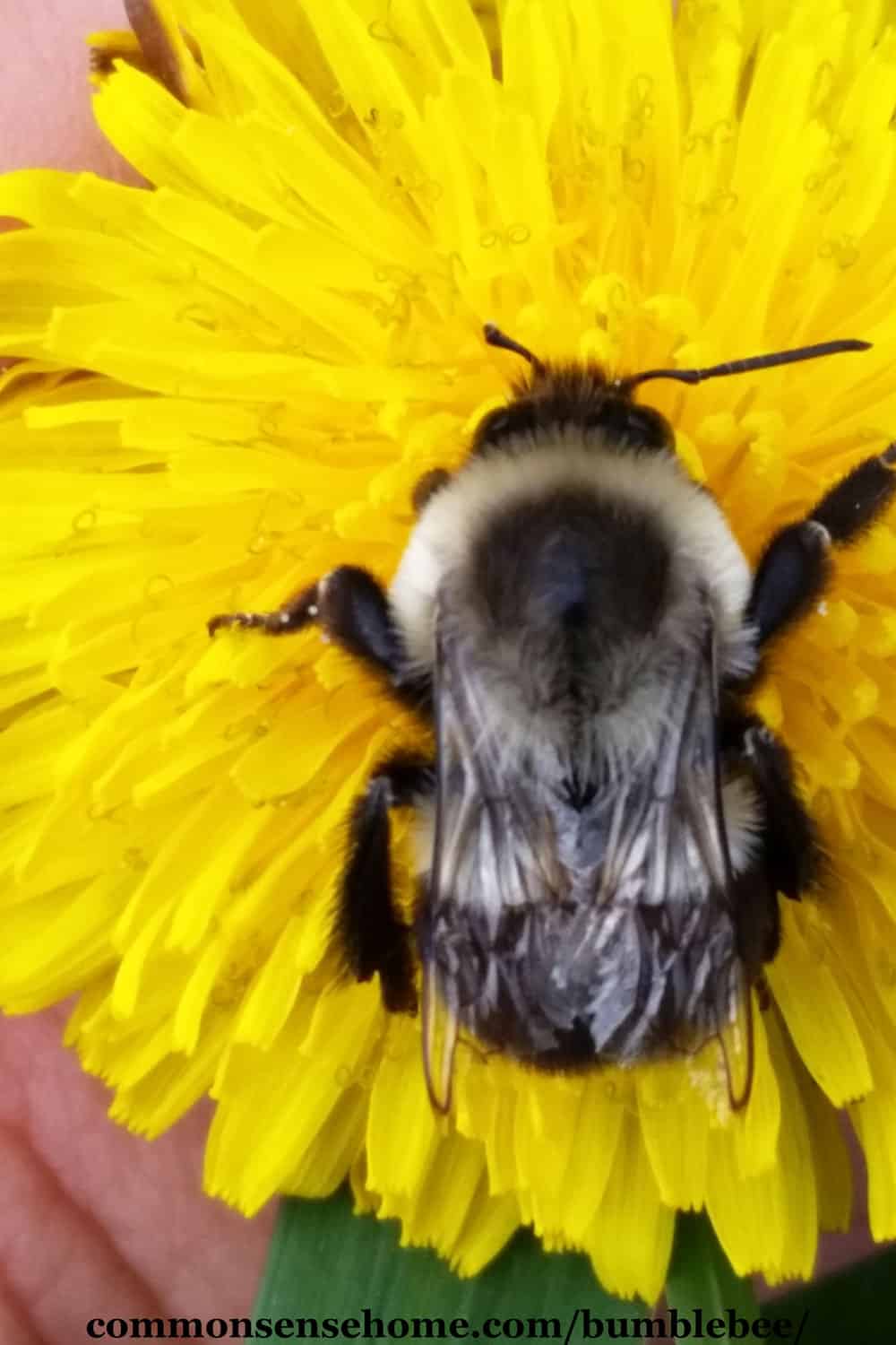 bumblebee on dandelion blossom