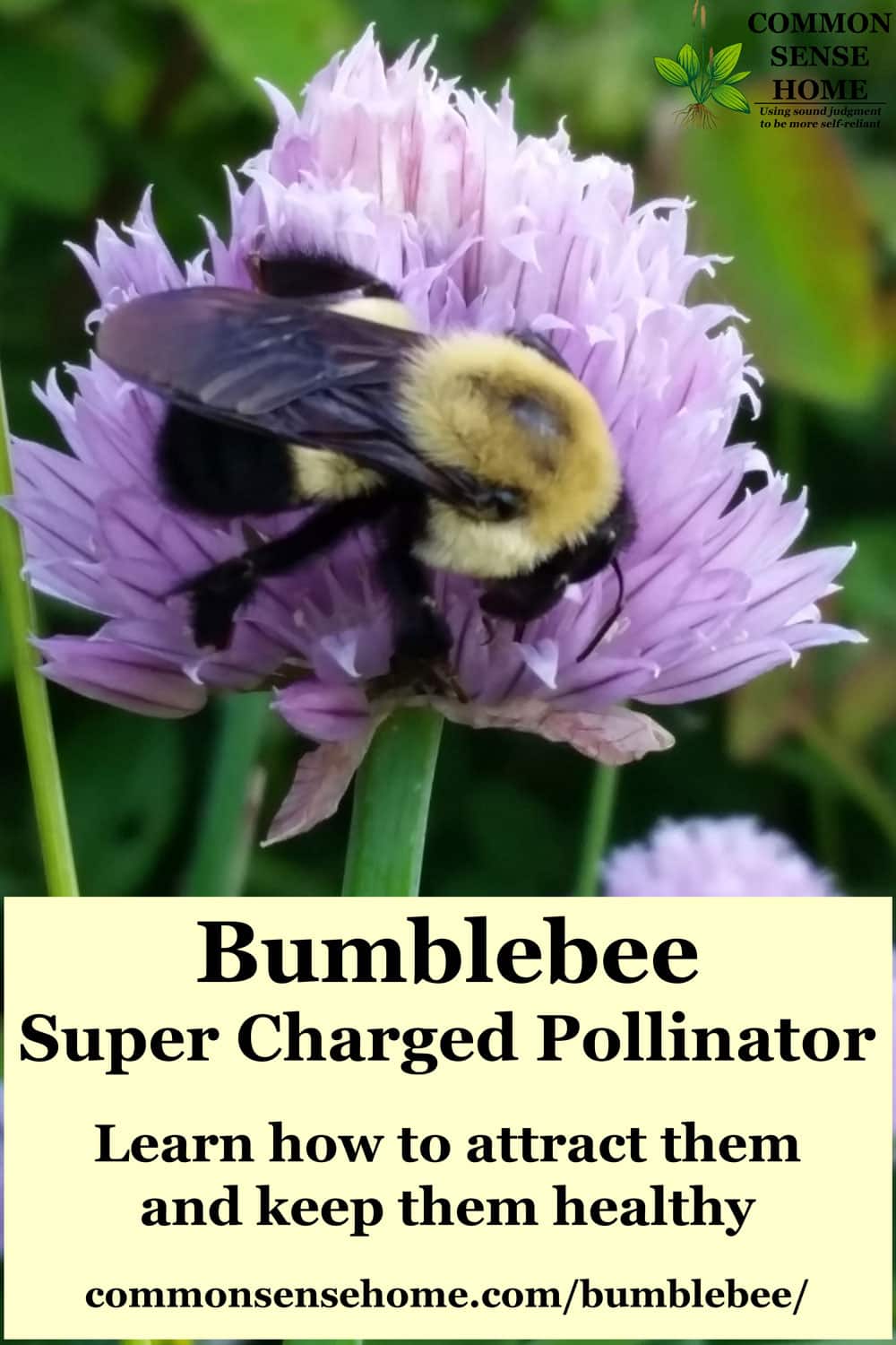 bumblebee on chive blossom with text overlay "Bumblebee - super charger pollinator"