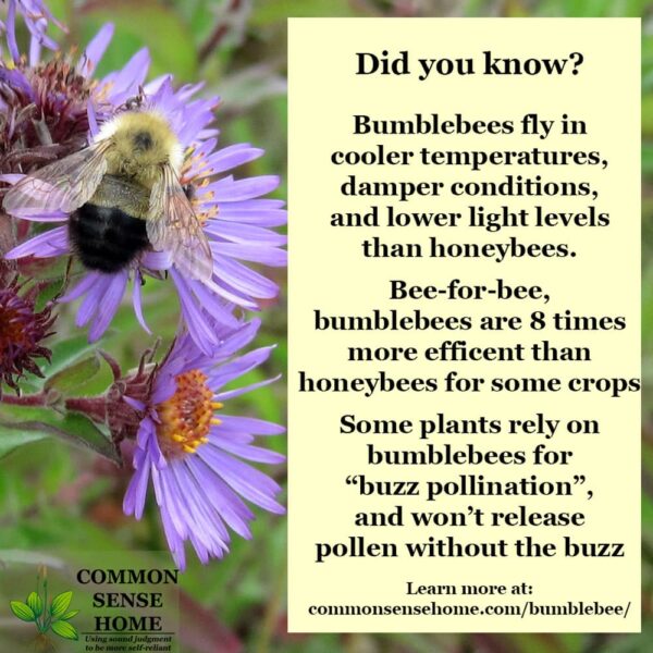 Bumblebee - Super Charged Pollinator for Your Yard and Garden