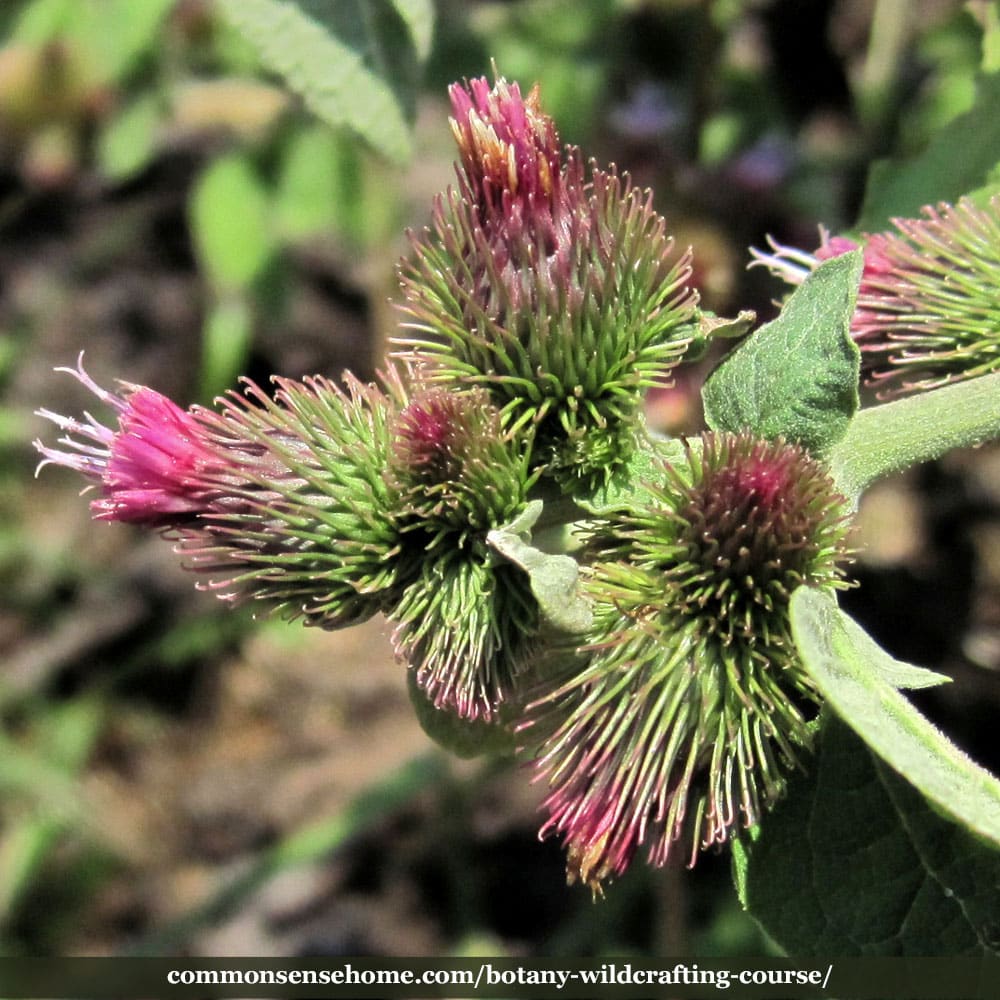 burdock flower