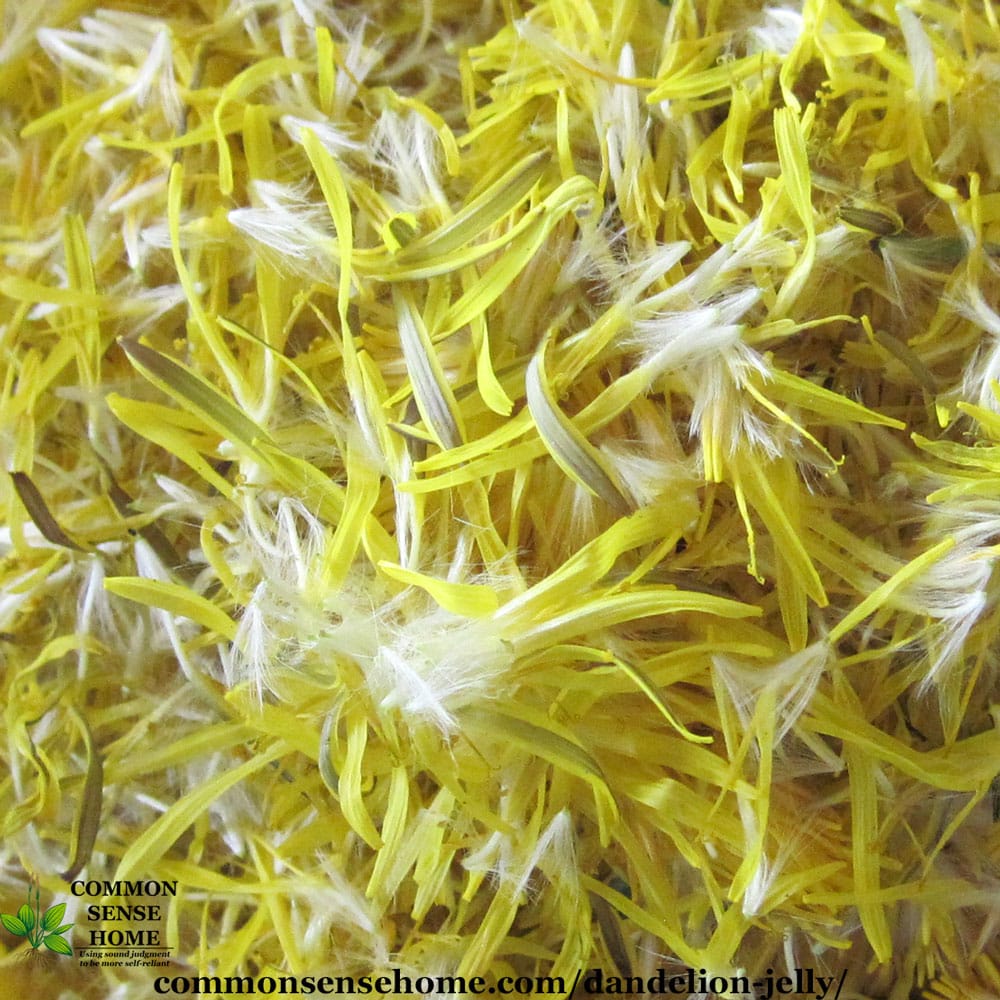 dandelion petals for dandelion jelly recipe