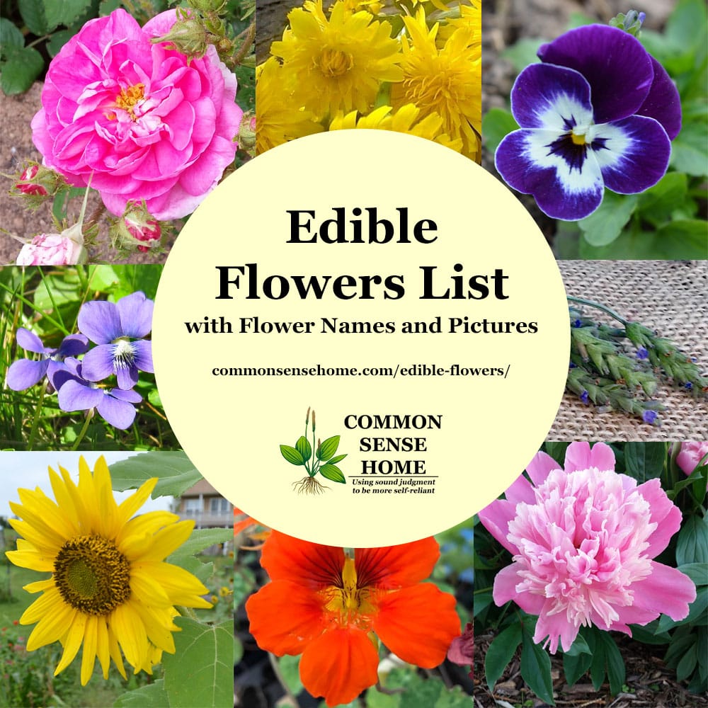 Edible Flowers List with Flower Names and Pictures