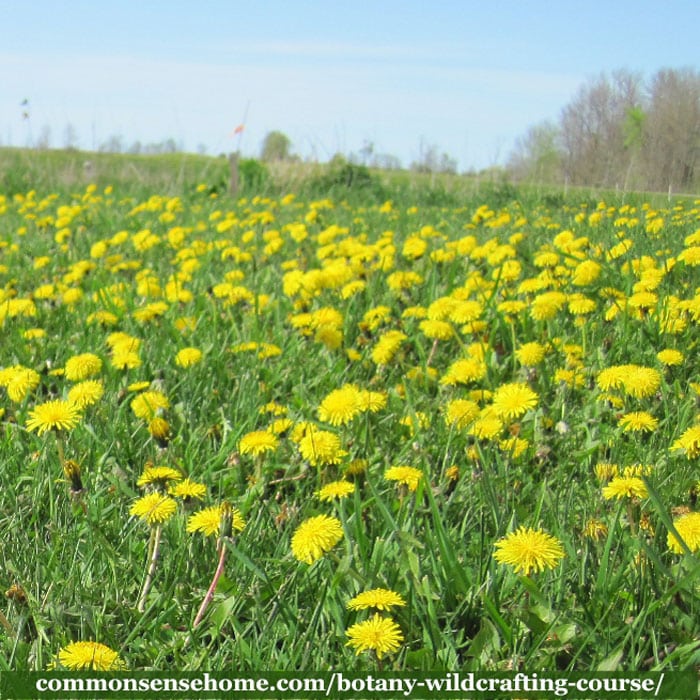 field full of dandelions