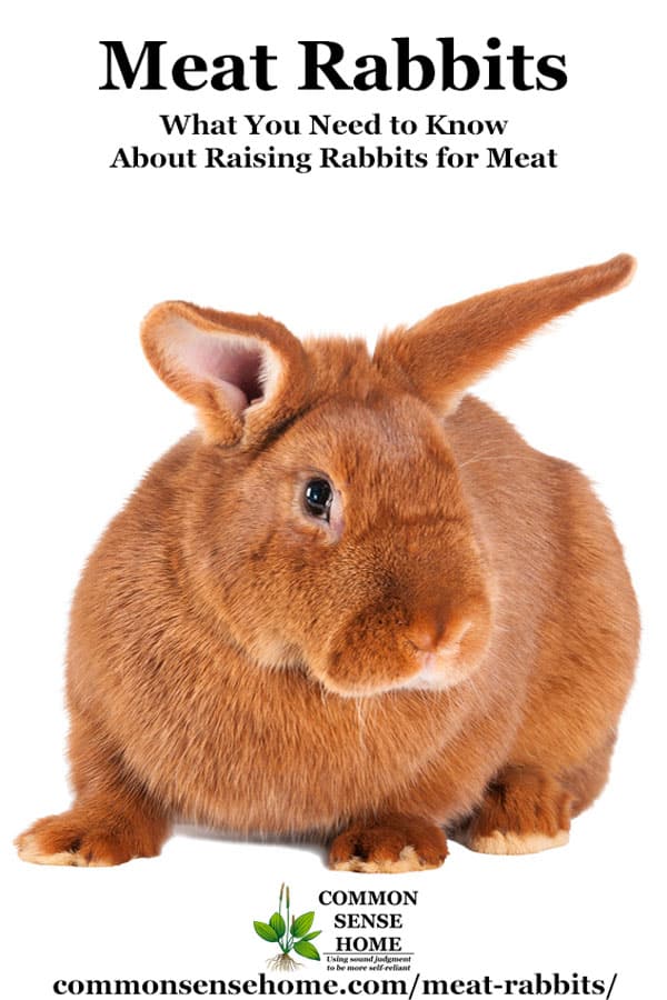 New Zealand Red Meat Rabbit on white background