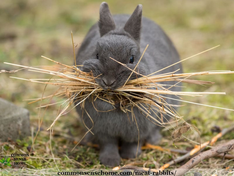 mother rabbit gathering nesting material