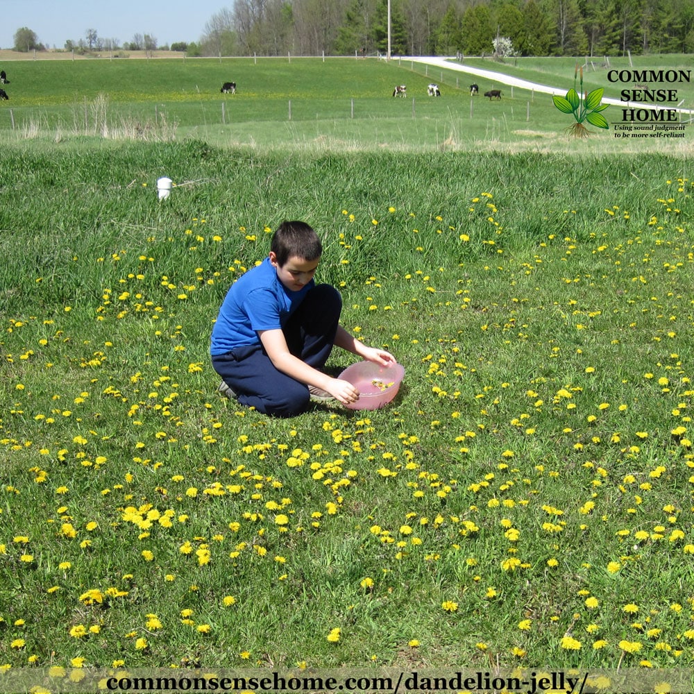 boy picking dandelion flowers for jelly