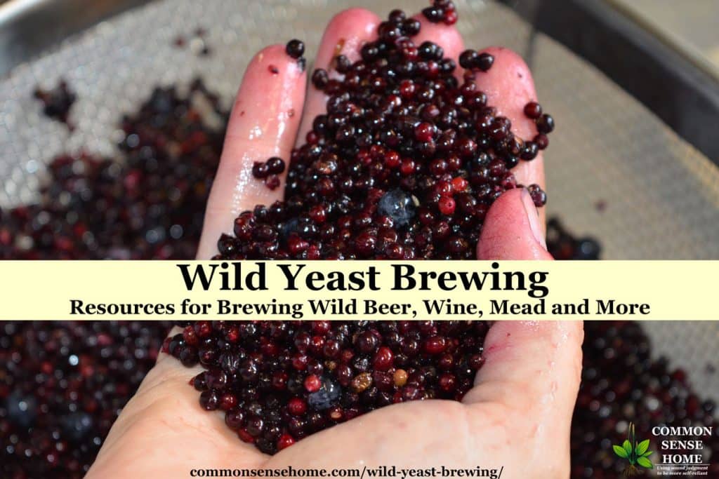 handful of elderberries for making wild yeast mead