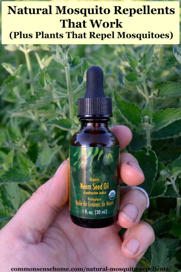 neem oil and catnip plants