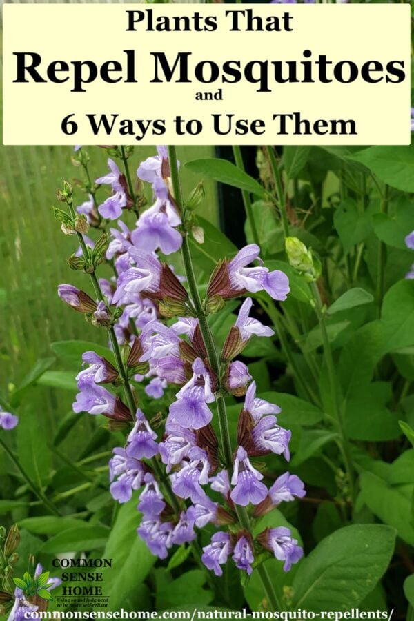 plants that repel mosquitoes - sage