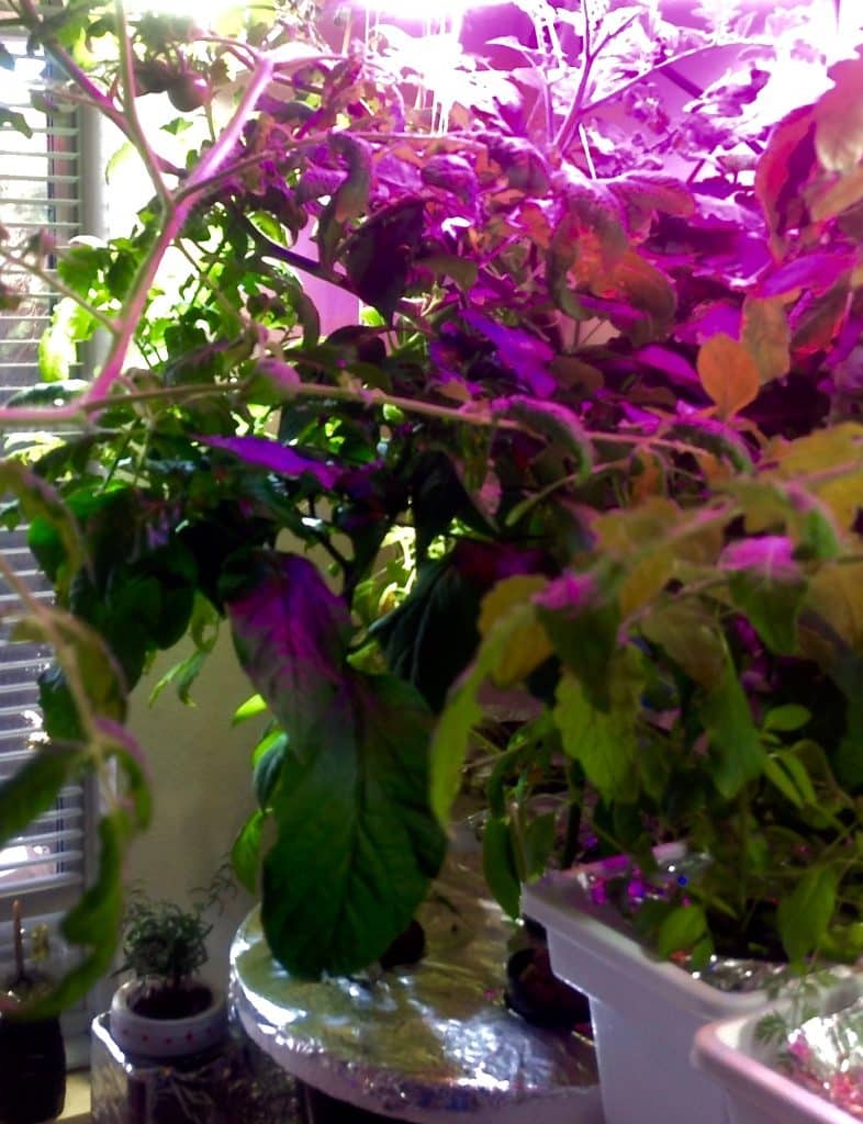 indoor garden on top of clothes dryer