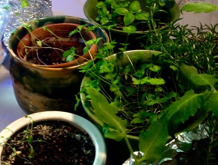 indoor herb garden