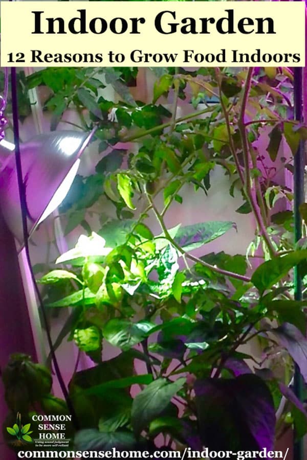 indoor garden with peppers and tomatoes