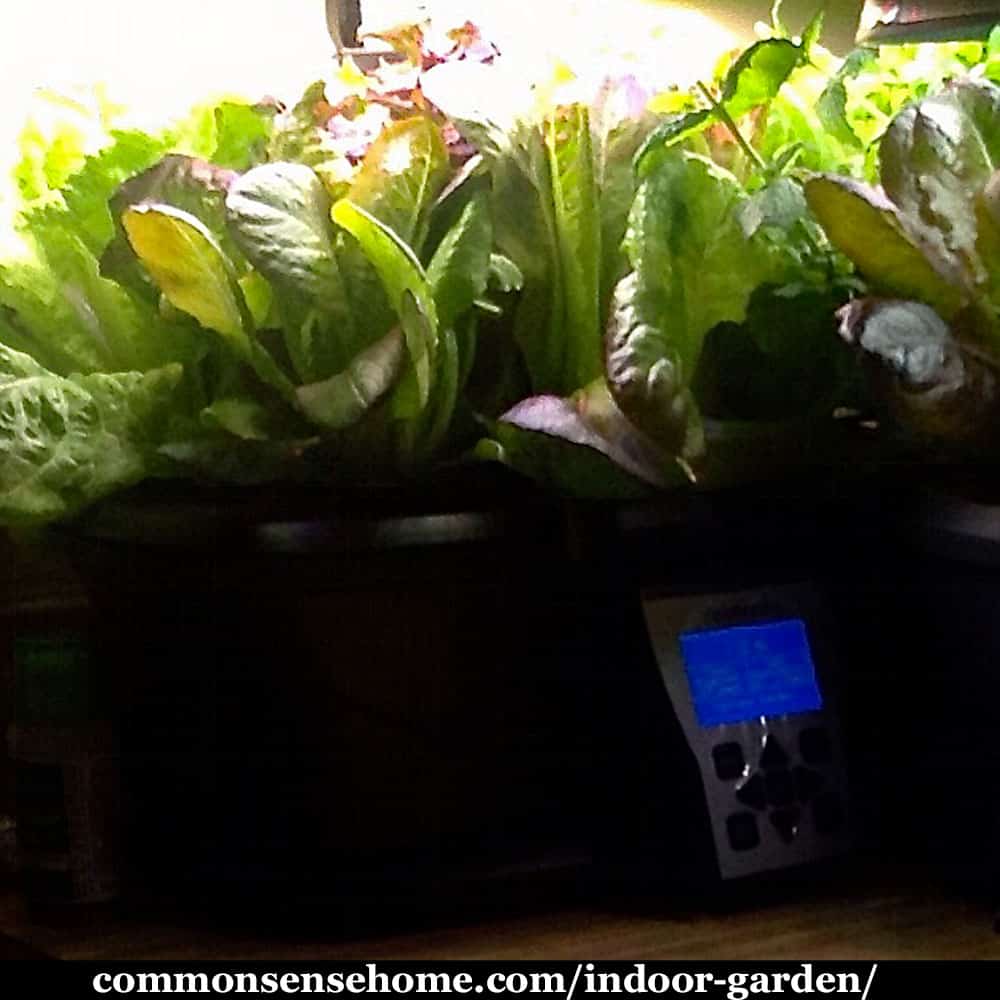 indoor garden with aerogarden and greens