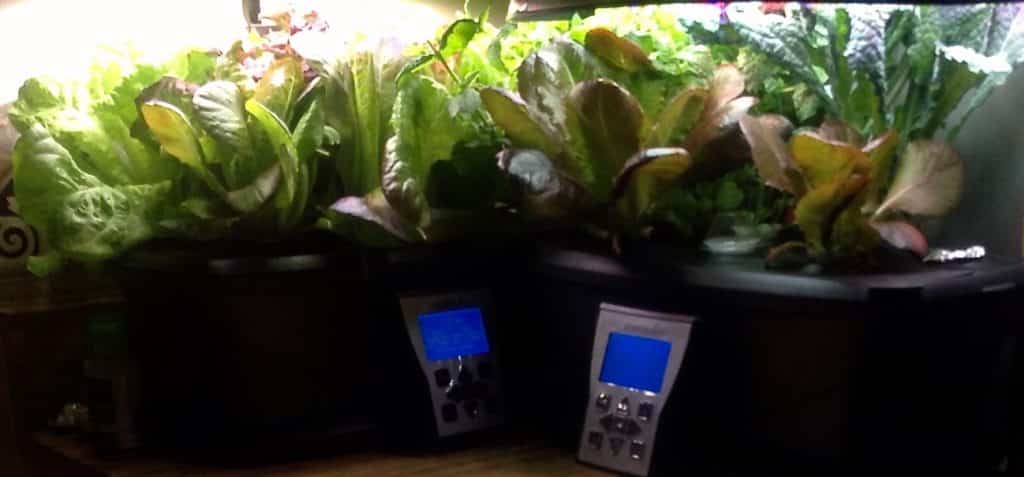 aerogarden filled with herbs and greens