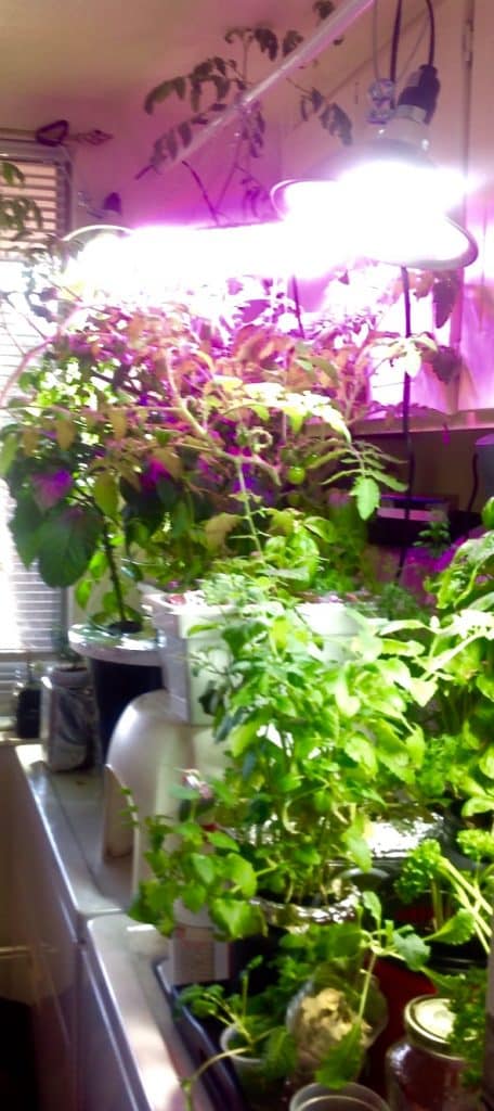 laundry room indoor garden