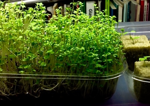 indoor garden with seedling on right microgreens on left