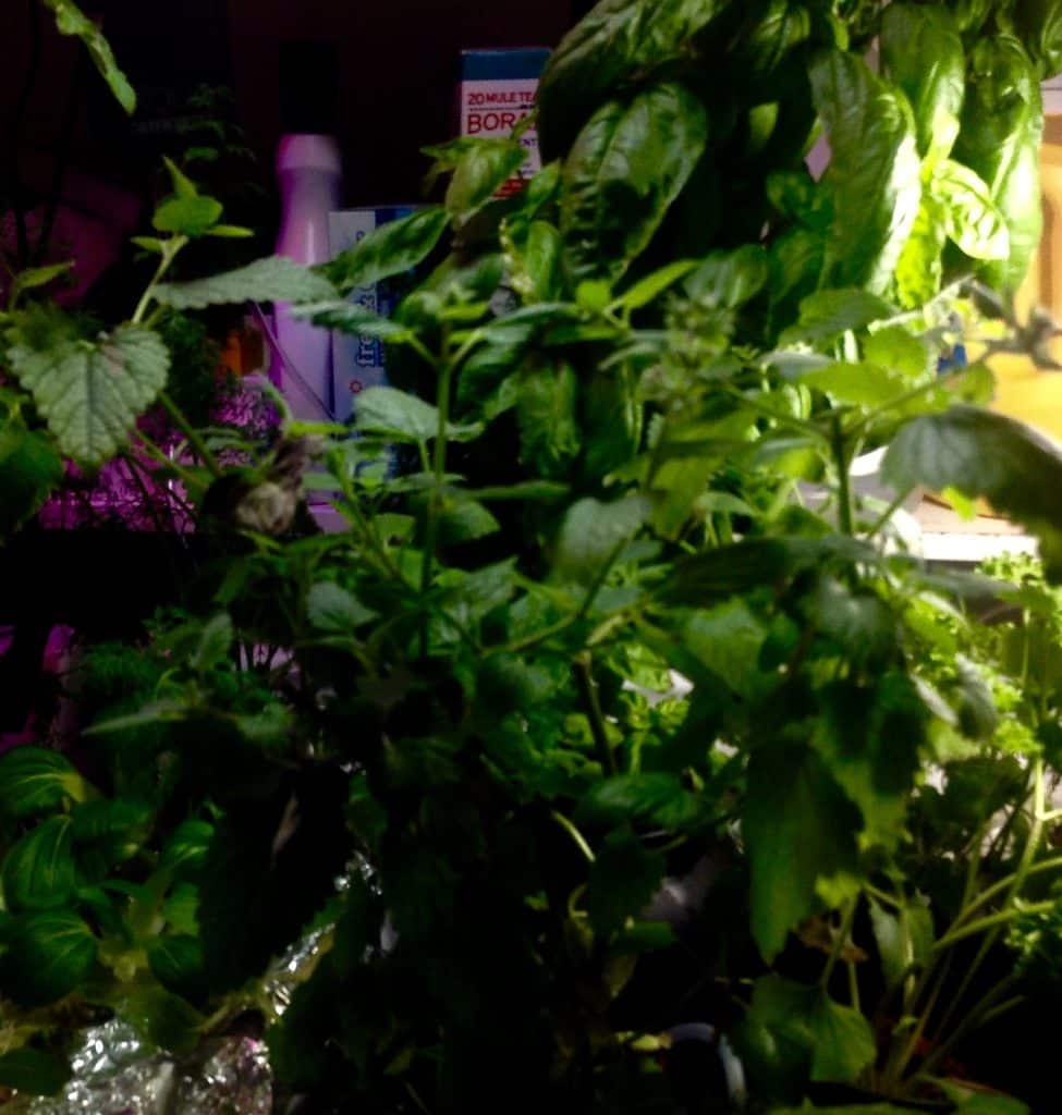 indoor garden on top of washing machine